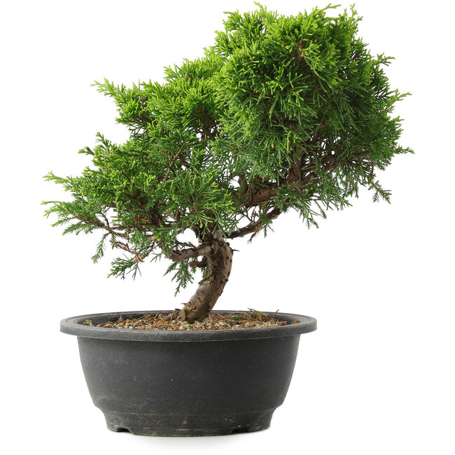 Juniperus chinensis Itoigawa, 25 cm, ± 15 ans