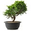 Juniperus chinensis Itoigawa, 25 cm, ± 15 anni