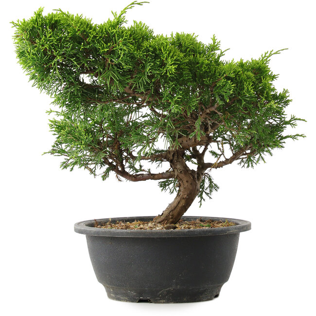 Juniperus chinensis Itoigawa, 25 cm, ± 15 anni