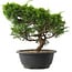 Juniperus chinensis Itoigawa, 25 cm, ± 15 anni