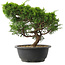 Juniperus chinensis Itoigawa, 25 cm, ± 15 jaar oud