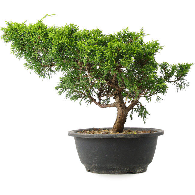 Juniperus chinensis Itoigawa, 25 cm, ± 15 años