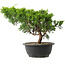 Juniperus chinensis Itoigawa, 25 cm, ± 15 jaar oud