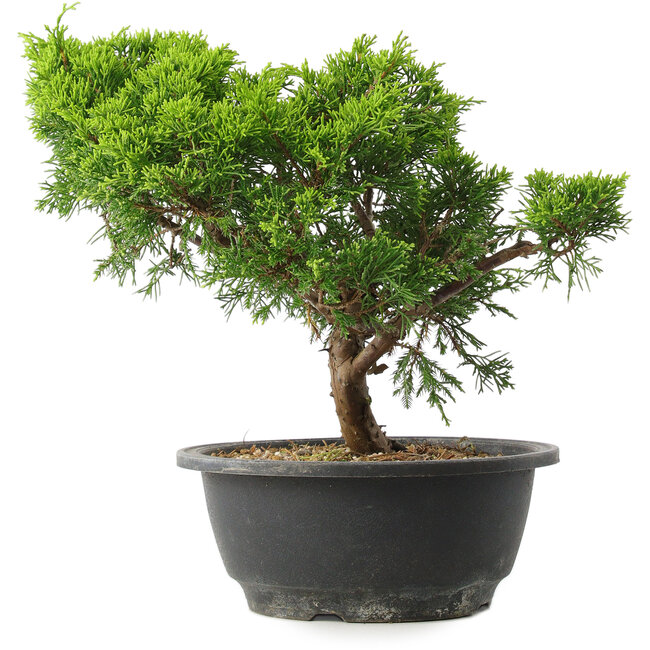 Juniperus chinensis Itoigawa, 25 cm, ± 15 jaar oud