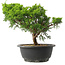 Juniperus chinensis Itoigawa, 25 cm, ± 15 jaar oud