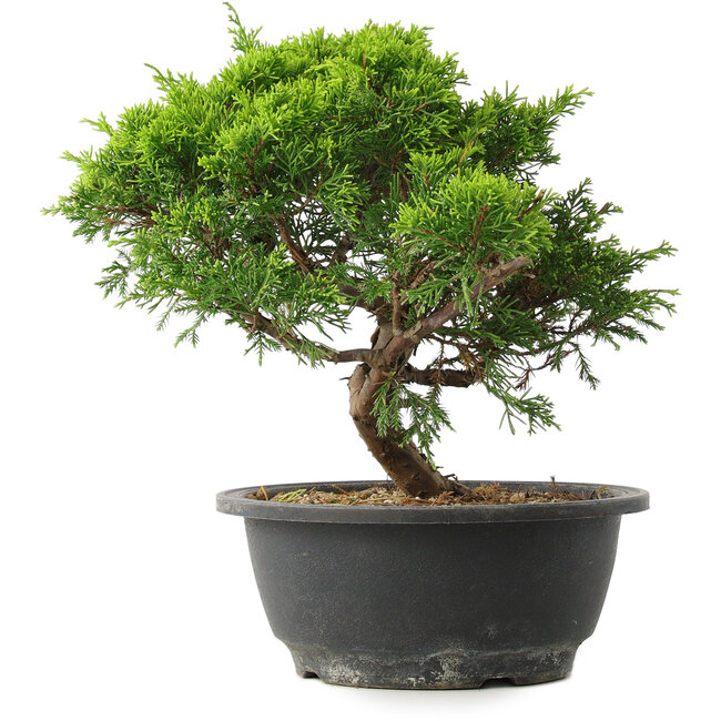 Juniperus chinensis Itoigawa, 25 cm, ± 15 ans