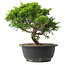 Juniperus chinensis Itoigawa, 25 cm, ± 15 jaar oud