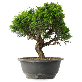 Juniperus chinensis Itoigawa, 26 cm, ± 15 jaar oud