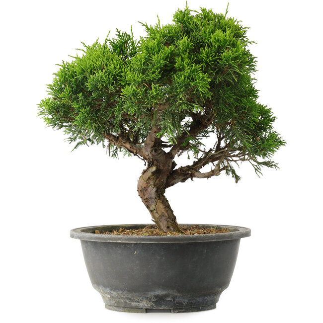 Juniperus chinensis Itoigawa, 26 cm, ± 15 jaar oud