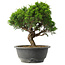 Juniperus chinensis Itoigawa, 26 cm, ± 15 jaar oud
