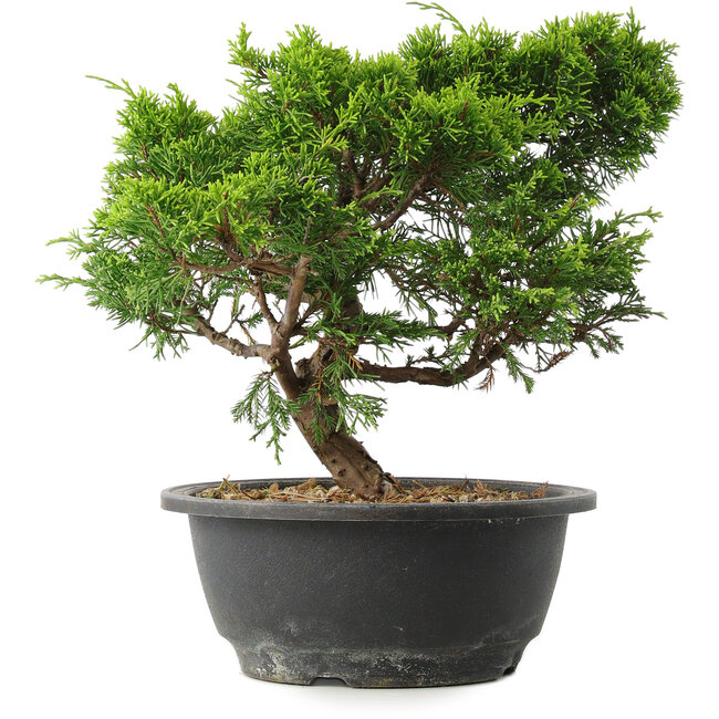 Juniperus chinensis Itoigawa, 25 cm, ± 15 años
