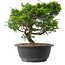 Juniperus chinensis Itoigawa, 25 cm, ± 15 jaar oud