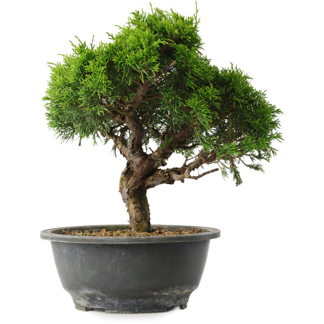 Juniperus chinensis Itoigawa, 26 cm, ± 15 años