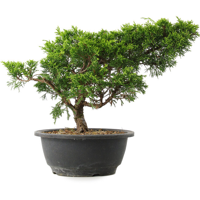 Juniperus chinensis Itoigawa, 25 cm, ± 15 años