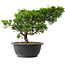 Juniperus chinensis Itoigawa, 25 cm, ± 15 Jahre alt