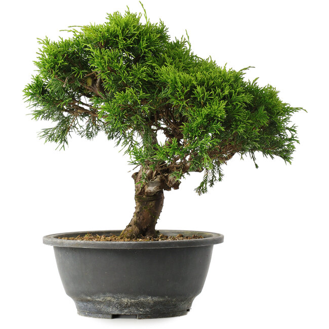 Juniperus chinensis Itoigawa, 26 cm, ± 15 Jahre alt