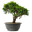 Juniperus chinensis Itoigawa, 26 cm, ± 15 jaar oud