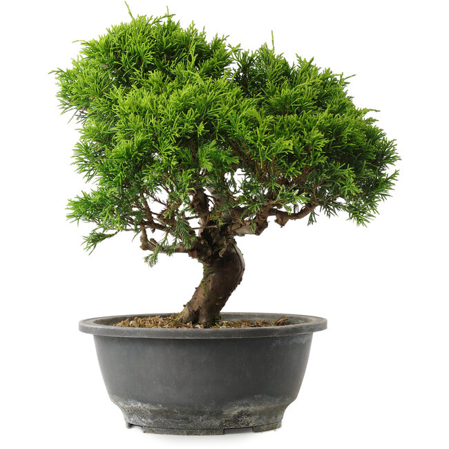 Juniperus chinensis Itoigawa, 26 cm, ± 15 Jahre alt