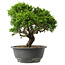 Juniperus chinensis Itoigawa, 26 cm, ± 15 jaar oud