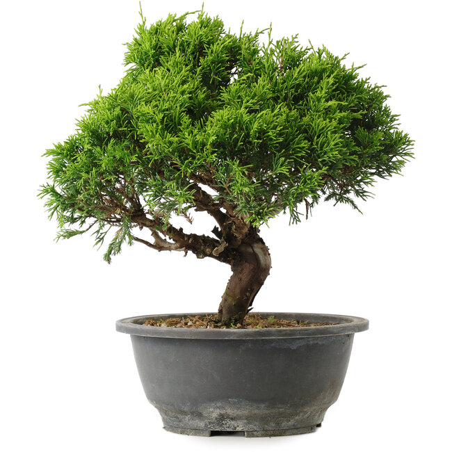 Juniperus chinensis Itoigawa, 26 cm, ± 15 jaar oud
