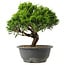 Juniperus chinensis Itoigawa, 26 cm, ± 15 anni