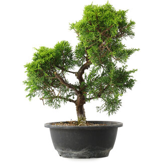 Juniperus chinensis Itoigawa, 32 cm, ± 15 jaar oud