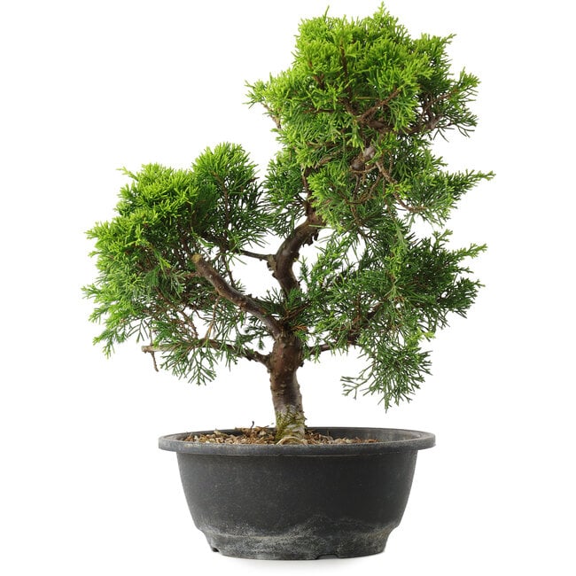 Juniperus chinensis Itoigawa, 32 cm, ± 15 anni