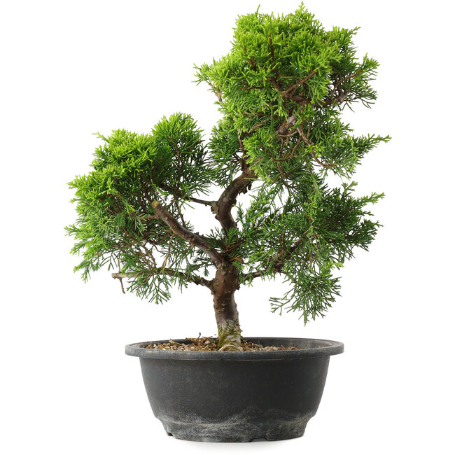 Juniperus chinensis Itoigawa, 32 cm, ± 15 jaar oud