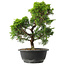 Juniperus chinensis Itoigawa, 32 cm, ± 15 anni