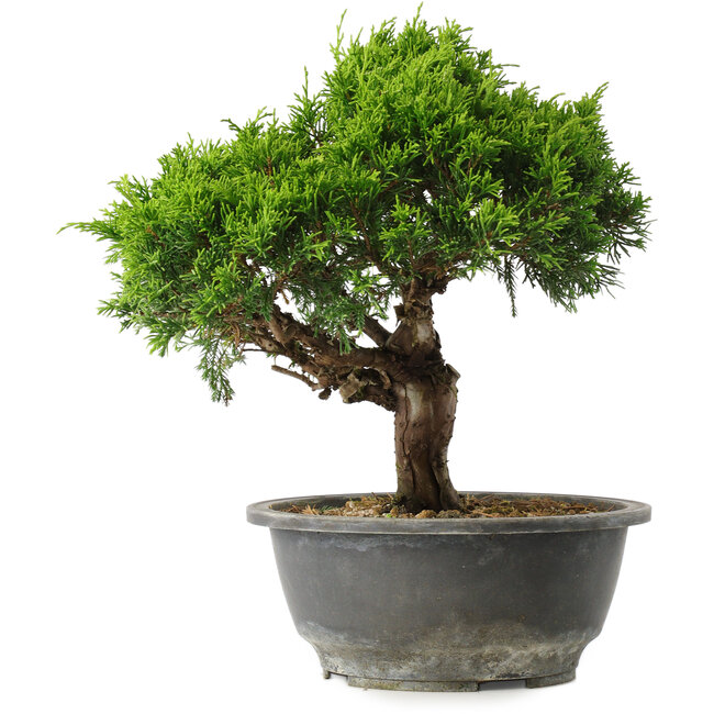 Juniperus chinensis Itoigawa, 26 cm, ± 15 ans