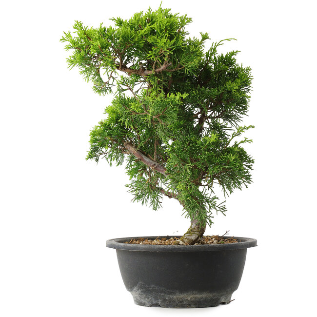 Juniperus chinensis Itoigawa, 32 cm, ± 15 years old
