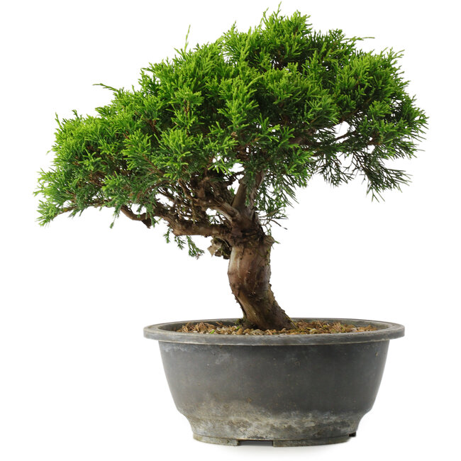 Juniperus chinensis Itoigawa, 26 cm, ± 15 years old
