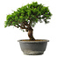 Juniperus chinensis Itoigawa, 26 cm, ± 15 jaar oud