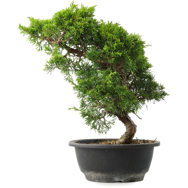 Juniperus chinensis Itoigawa, 32 cm, ± 15 anni