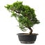 Juniperus chinensis Itoigawa, 32 cm, ± 15 anni