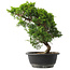 Juniperus chinensis Itoigawa, 32 cm, ± 15 jaar oud
