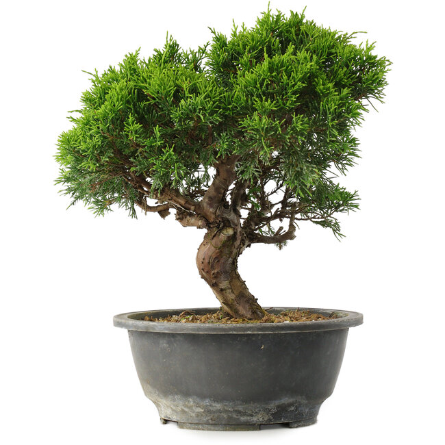 Juniperus chinensis Itoigawa, 26 cm, ± 15 jaar oud