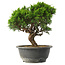 Juniperus chinensis Itoigawa, 26 cm, ± 15 jaar oud