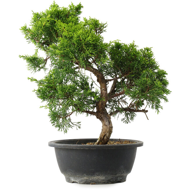 Juniperus chinensis Itoigawa, 32 cm, ± 15 jaar oud
