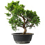 Juniperus chinensis Itoigawa, 32 cm, ± 15 jaar oud