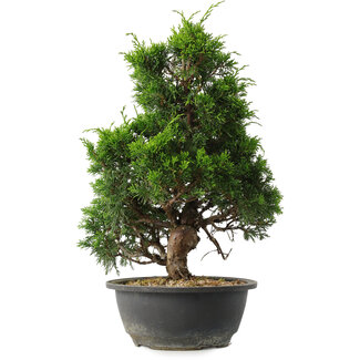 Juniperus chinensis Itoigawa, 35 cm, ± 15 anni