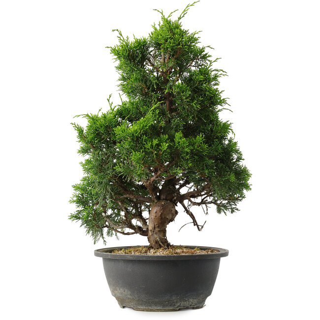 Juniperus chinensis Itoigawa, 35 cm, ± 15 jaar oud