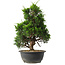 Juniperus chinensis Itoigawa, 35 cm, ± 15 jaar oud