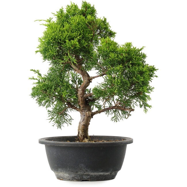 Juniperus chinensis Itoigawa, 32 cm, ± 15 jaar oud