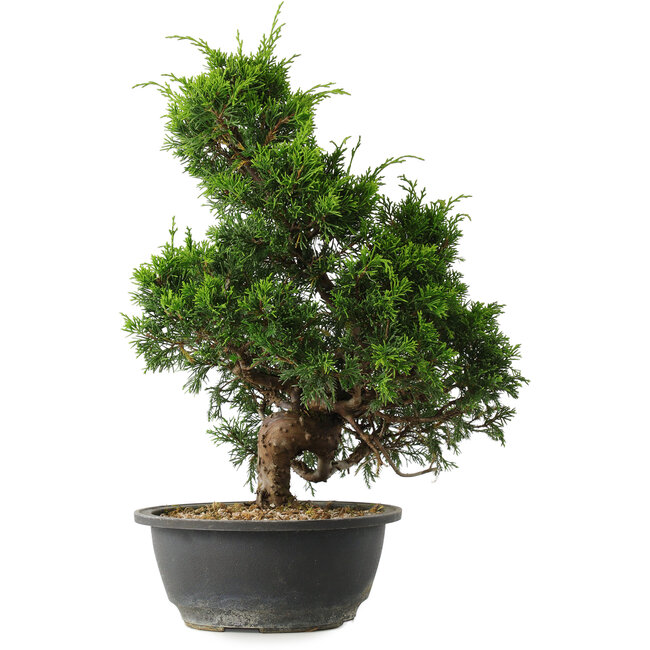 Juniperus chinensis Itoigawa, 35 cm, ± 15 years old