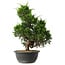 Juniperus chinensis Itoigawa, 35 cm, ± 15 anni