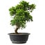 Juniperus chinensis Itoigawa, 32 cm, ± 15 anni