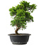 Juniperus chinensis Itoigawa, 32 cm, ± 15 jaar oud