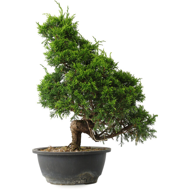 Juniperus chinensis Itoigawa, 35 cm, ± 15 Jahre alt