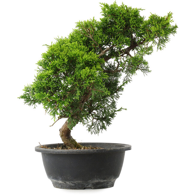 Juniperus chinensis Itoigawa, 32 cm, ± 15 ans